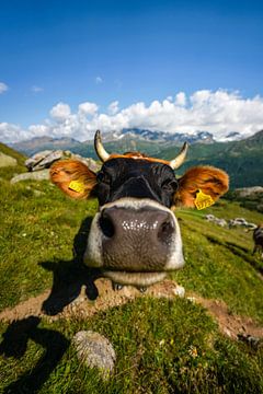 neugierige Kuh in den Bergen von Leo Schindzielorz