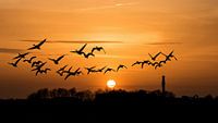 Coucher de soleil avec des oies