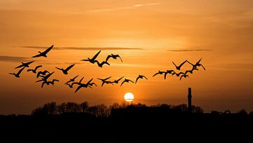 Sunset with Geese by Aline Nijland
