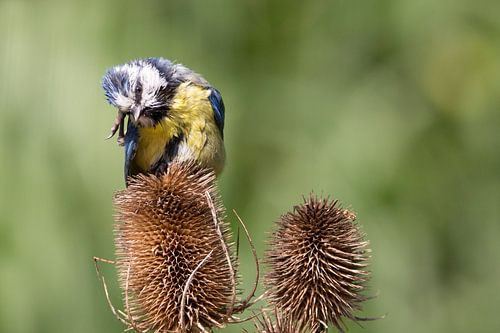 pimpelmeesje op distel met jeuk aan de kop