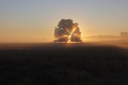 Lande d'Ermelose tôt le matin au lever du soleil