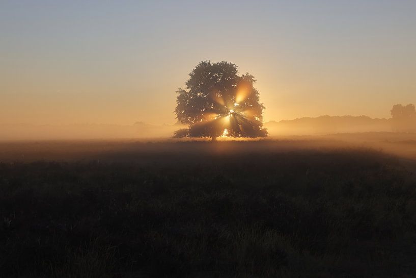 Ermelose Heidelandschaft am frühen Morgen bei Sonnenaufgang von Mike van der zel