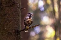 Fir Jay, Notenkraker
