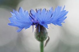 Cornflower with insect by Astrid Brouwers