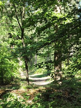 Un chemin forestier caché