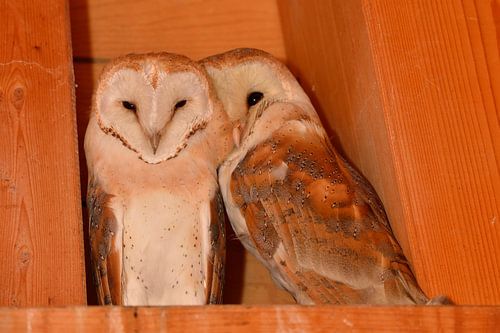 Barn Owls *Tyto alba*