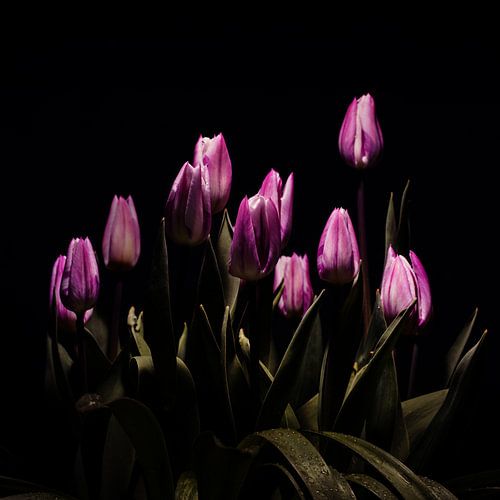 Tulipes violettes