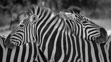 Zebra's die elkaar knuffelen van Ernst-Jan Kuitems