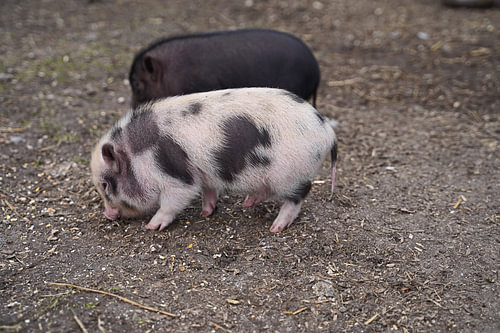 Mini biggetje bij zijn eerste uittocht op de boerderij.