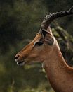 Impala in the Rain - Kruger National Park by Ian Schepers thumbnail