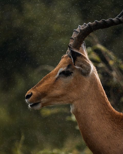 Impala in the Rain - Kruger National Park by Ian Schepers