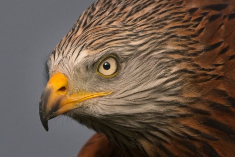 Cerf-volant rouge par AudFocus - Audrey van der Hoorn