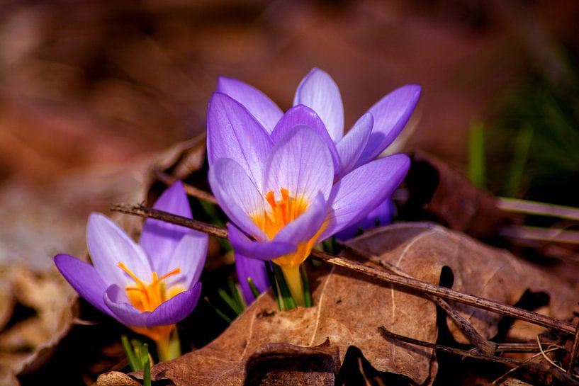 Concept nature : Et purpura claritate van Photoart-Naegele