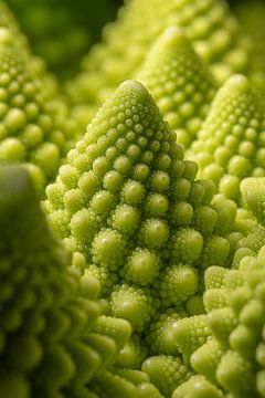 A turret of Romanesco by Marjolijn van den Berg