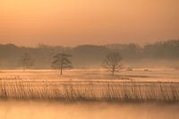 Nuances pastel dans la brume du matin