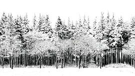 Winterlicher Waldrand in Schwarz und Weiß von Klaartje Majoor