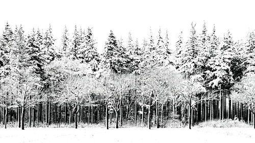 Winterlicher Waldrand in Schwarz und Weiß von Klaartje Majoor