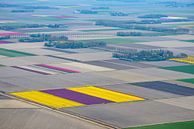 Vue aérienne de diverses couleurs du champ de fleurs de tulipes par Sjoerd van der Wal Photographie Aperçu