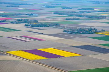 Aerial view of various colors of tulip flower fields during springtime by Sjoerd van der Wal