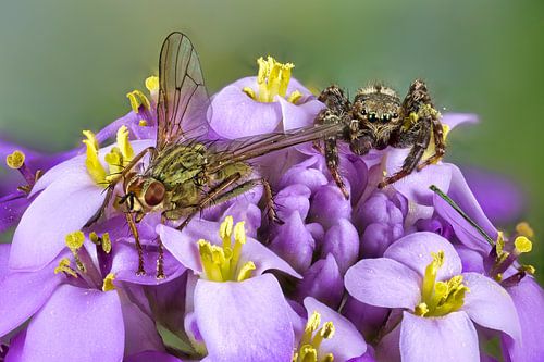 Fly I have you... almost