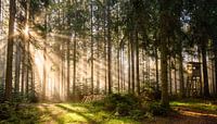 Hoogzit Zwarte Woud in ochtendlicht