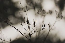 Details... Blühendes Flötenkraut, minimalistisch von Byroosmarijn