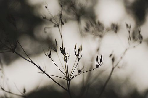 Details... Uitgebloeid fluitenkruid, minimalistisch