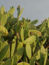 Cactus  van diana stubbe