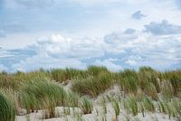 Duinen - Texel