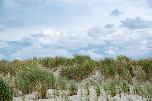 Dunes - Texel
