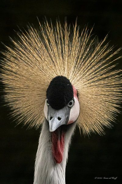 Grey crowned crane by Iwan van den Hooff