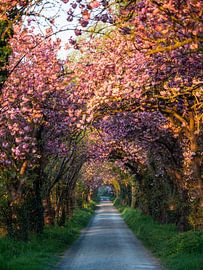 Route rose 2 sur Bart Ceuppens