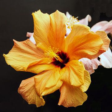 Hibiscus by georgfotoart