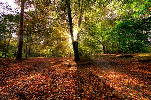 Autumn carpet von Igwe Aneke