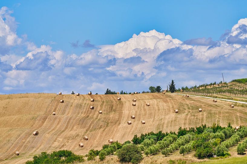 Italy Tuscany hay bales in the countryside by eric van der eijk
