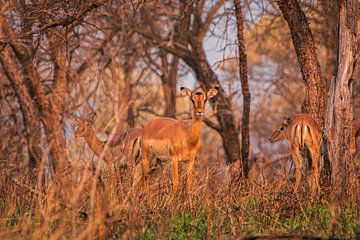 Antilopen in golden hour van Migiel Francissen