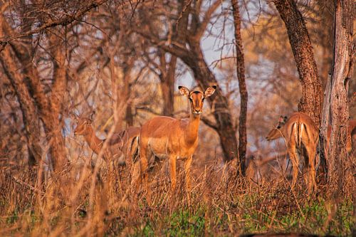 Antelopes in golden hour