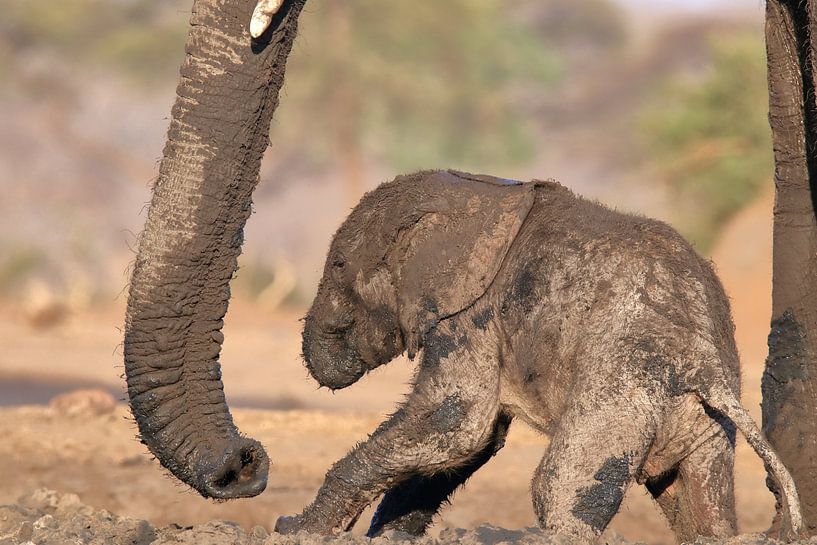 Eléphant veau par Petervanderlecq
