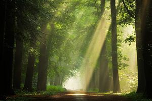 Sonnenstrahlen im Wald