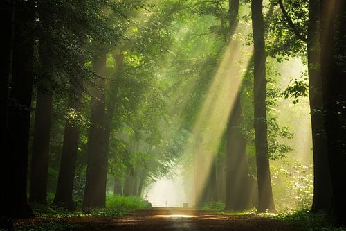 Sonnenstrahlen im Wald von Fabrizio Micciche