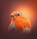 Roodborst portret van Edwin Alexander thumbnail