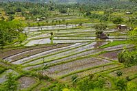 Green rice fields in Tirta Gangga, Bali, Indonesia
