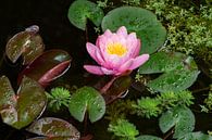 Rosa Seerose im Teich von ManfredFotos Miniaturansicht