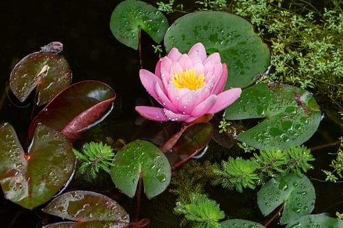 Nénuphar rose dans l'étang