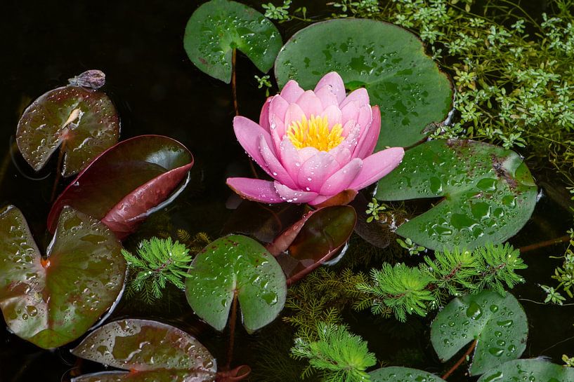 Rosa Seerose im Teich von ManfredFotos