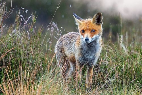 Renard sous la pluie