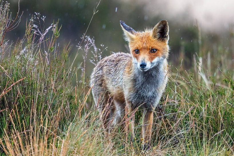 Fuchs im Regen von Herwin Jan Steehouwer