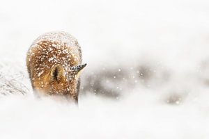 Winterfuchs