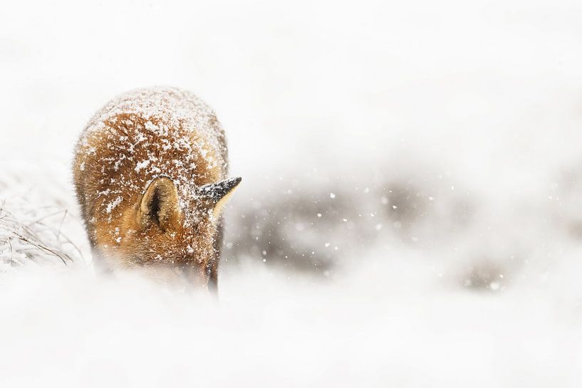 Winterfuchs von Menno Schaefer