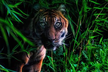 Close-up van een  Sumatraanse tijger in de jungle